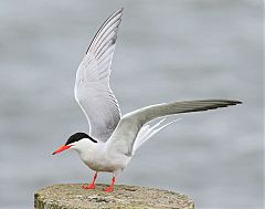 Common Tern